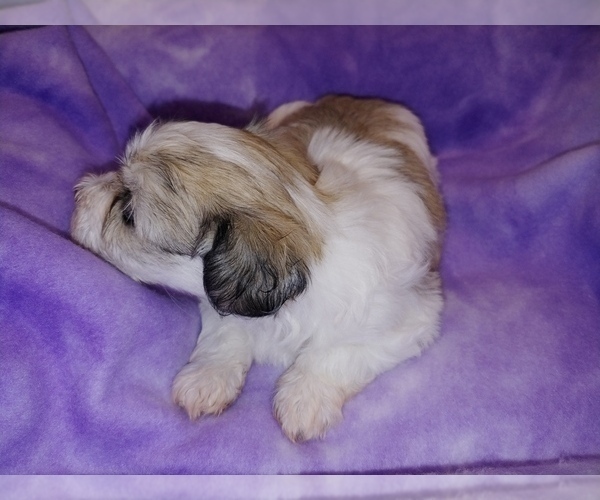 Medium Photo #4 Havachon Puppy For Sale in WINSTON SALEM, NC, USA
