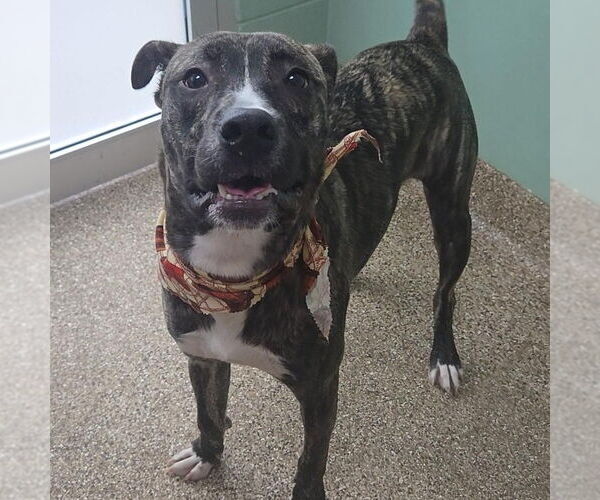 Medium Photo #2 Mutt Puppy For Sale in Martinsburg, WV, USA