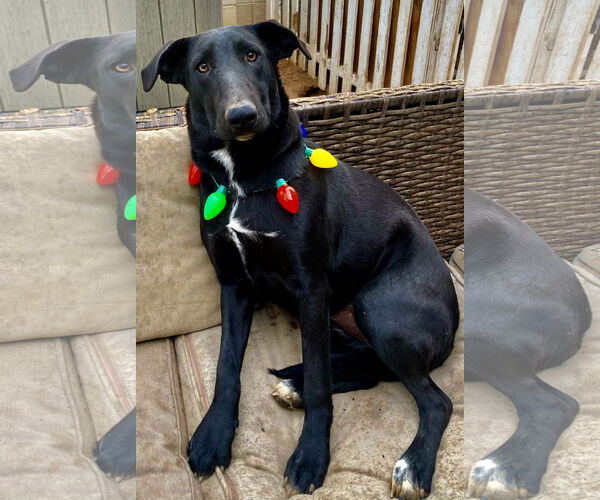 Medium Photo #2 Bull Terrier-Unknown Mix Puppy For Sale in Phoenix, AZ, USA
