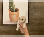 Small Photo #6 Goldendoodle Puppy For Sale in ABILENE, TX, USA