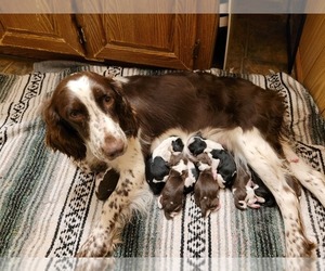 English Springer Spaniel Puppy for sale in MARLOW, OK, USA
