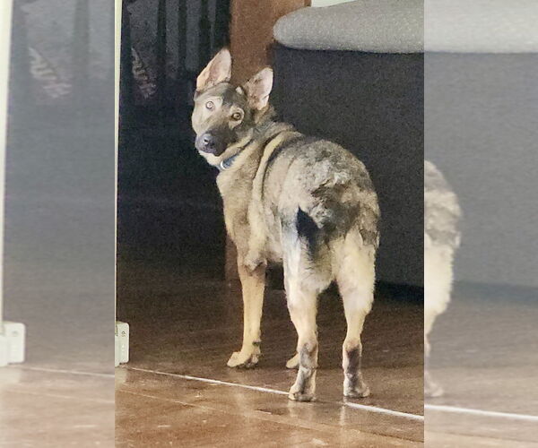 Medium Photo #15 German Shepherd Dog-Unknown Mix Puppy For Sale in Brewster, NY, USA