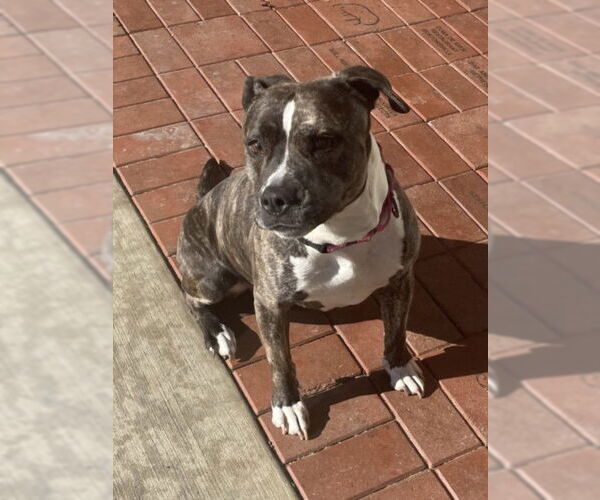 Medium Photo #1 American Pit Bull Terrier Puppy For Sale in Derwood, MD, USA