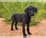 Small Photo #3 Labradoodle Puppy For Sale in PIPE CREEK, TX, USA