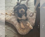 Small #5 Bernedoodle