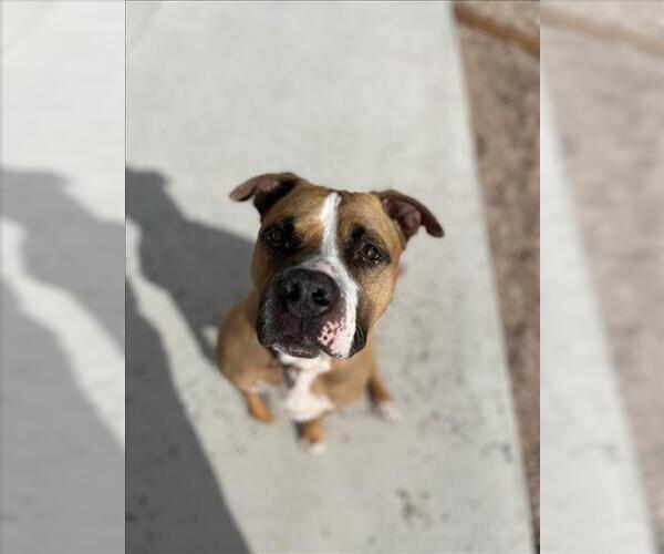 Medium Photo #2 American Staffordshire Terrier-Unknown Mix Puppy For Sale in Fort Collins, CO, USA