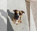 Small #1 American Staffordshire Terrier Mix