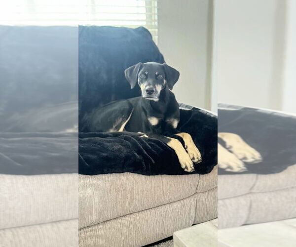 Medium Photo #3 German Shepherd Dog-Unknown Mix Puppy For Sale in Aurora, IN, USA