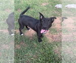 Small #39 Labrador Retriever Mix
