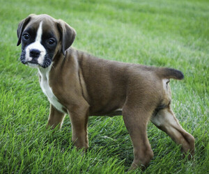 Boxer Puppy for sale in SHIPSHEWANA, IN, USA