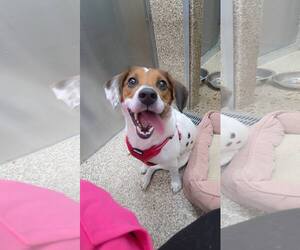 Jack Russell Terrier-Unknown Mix Dogs for adoption in Martinsburg, WV, USA