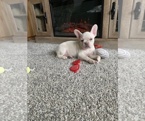 French Bulldog Puppy for sale in CHICAGO, IL, USA