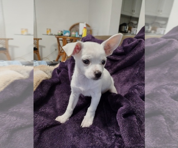 Medium Photo #6 Chihuahua Puppy For Sale in NEW PORT RICHEY, FL, USA