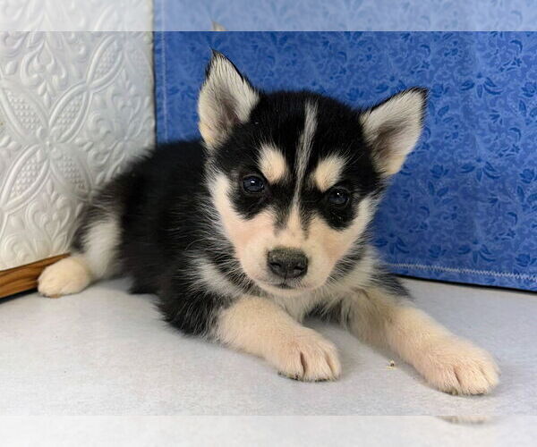 Medium Photo #24 Siberian Husky Puppy For Sale in MOUNT AYR, IA, USA