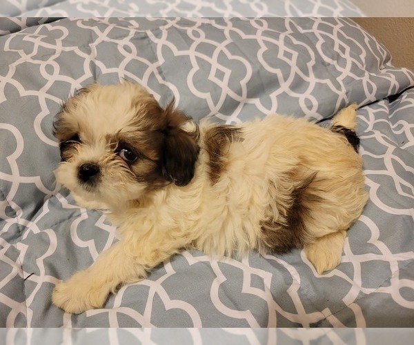 Medium Photo #2 Zuchon Puppy For Sale in SHAWNEE, KS, USA