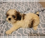 Small Photo #2 Zuchon Puppy For Sale in SHAWNEE, KS, USA