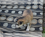 Small #1 Alaskan Klee Kai-Pomeranian Mix
