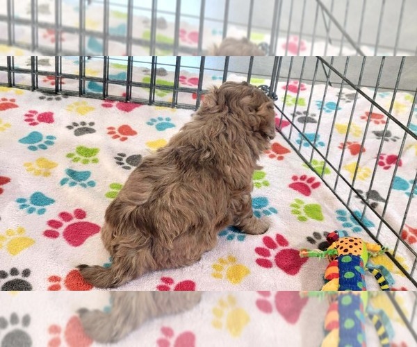 Medium Photo #4 ShihPoo Puppy For Sale in ORO VALLEY, AZ, USA