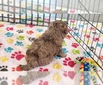 Small #3 ShihPoo