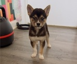 Puppy Yasuo Shiba Inu