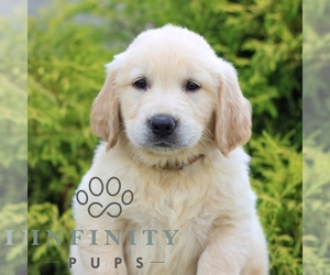 Golden Retriever Puppy for sale in LITITZ, PA, USA