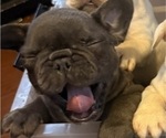 Small #5 French Bulldog