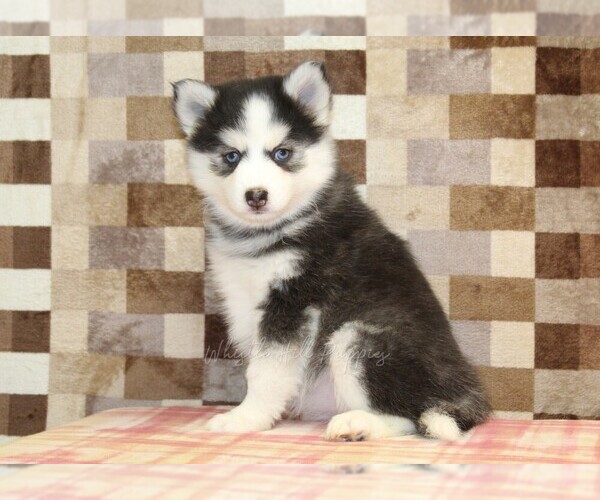 Medium Photo #3 Pomsky Puppy For Sale in DENVER, PA, USA