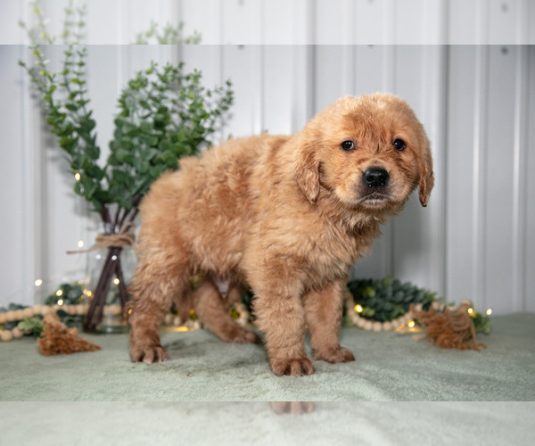 Medium Photo #6 Golden Retriever Puppy For Sale in HOLMESVILLE, OH, USA