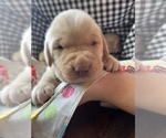 Small Photo #7 Labrador Retriever Puppy For Sale in MC LEANSBORO, IL, USA