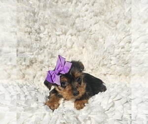 Yorkshire Terrier Puppy for sale in INDIANAPOLIS, IN, USA