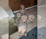 Small Photo #5 Golden Retriever Puppy For Sale in MOSES LAKE, WA, USA