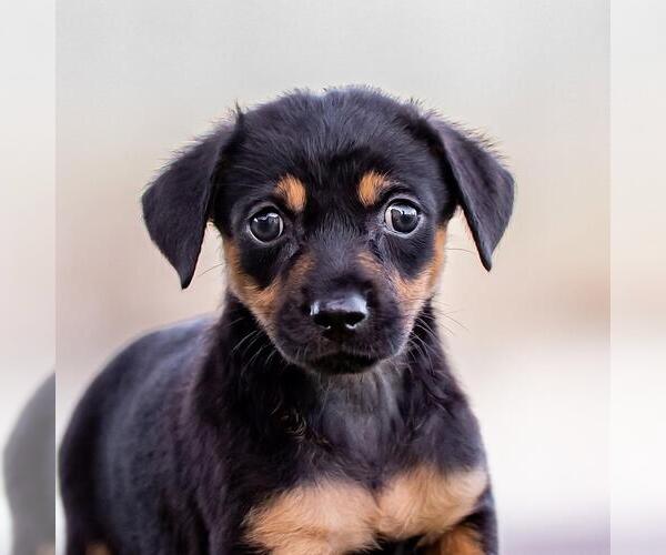 Medium Photo #1 Mutt Puppy For Sale in San Diego, CA, USA