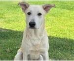 Small #3 Carolina Dog
