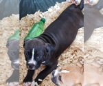Small Photo #6 Olde English Bulldogge Puppy For Sale in CANTON, TX, USA