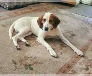 Mutt Dogs for adoption in Plainfield, IL, USA
