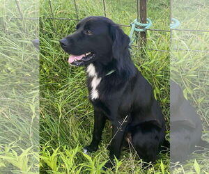 Bart (Foster or Adopter needed!) - Male Mutt Dog for Adoption - Photo #4