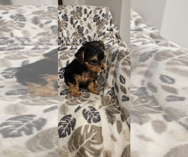Medium Photo #4 Yorkshire Terrier Puppy For Sale in SALEM, OR, USA