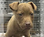 Small #3 Labrador Retriever Mix