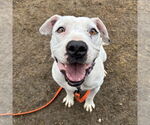 Small Photo #18 American Pit Bull Terrier-Unknown Mix Puppy For Sale in Brewster, NY, USA
