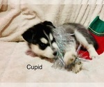 Small Photo #30 Siberian Husky Puppy For Sale in WASHBURN, WI, USA
