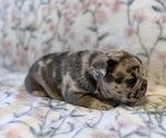 Small #11 French Bulldog