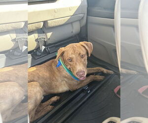 Tucker - Male Labrador Retriever-Unknown Mix Dog for Adoption - Photo #10