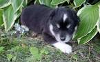 Small Photo #1 Pomsky Puppy For Sale in MANKATO, MN, USA