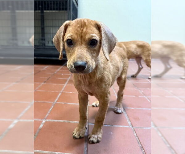 Medium Photo #6 Chiweenie Puppy For Sale in Jefferson, NJ, USA