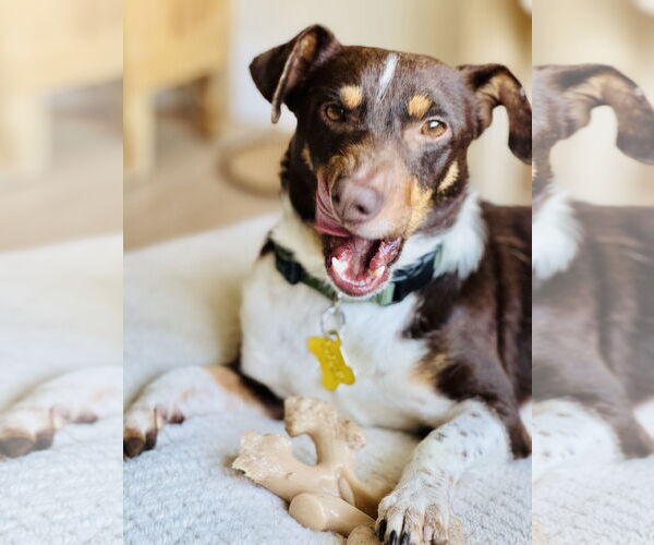 Medium Photo #4 Dachshund-Unknown Mix Puppy For Sale in Sandy, UT, USA