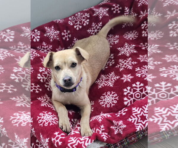 Medium Photo #4 Chihuahua-Unknown Mix Puppy For Sale in Washington, DC, USA