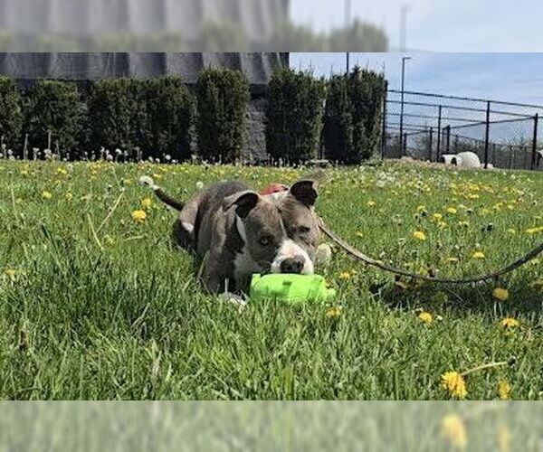 Medium Photo #1 American Pit Bull Terrier-Unknown Mix Puppy For Sale in Oskaloosa, IA, USA