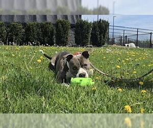 American Pit Bull Terrier-Unknown Mix Dogs for adoption in Oskaloosa, IA, USA