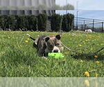 Small American Pit Bull Terrier Mix