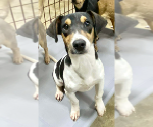 Chihuahua Mix Dog for Adoption in Cranston, Rhode Island USA